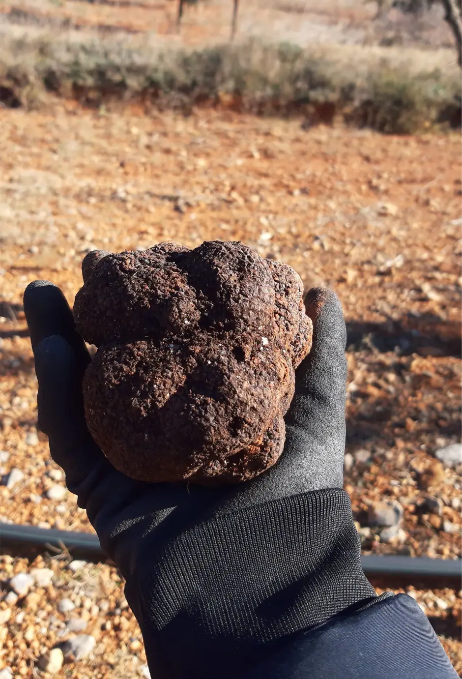 ecotrufa_plantas_micorizadas_empresa