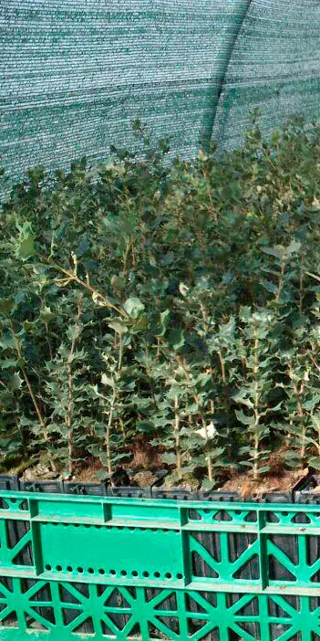 ecotrufa_plantas_micorizadas_invernadero