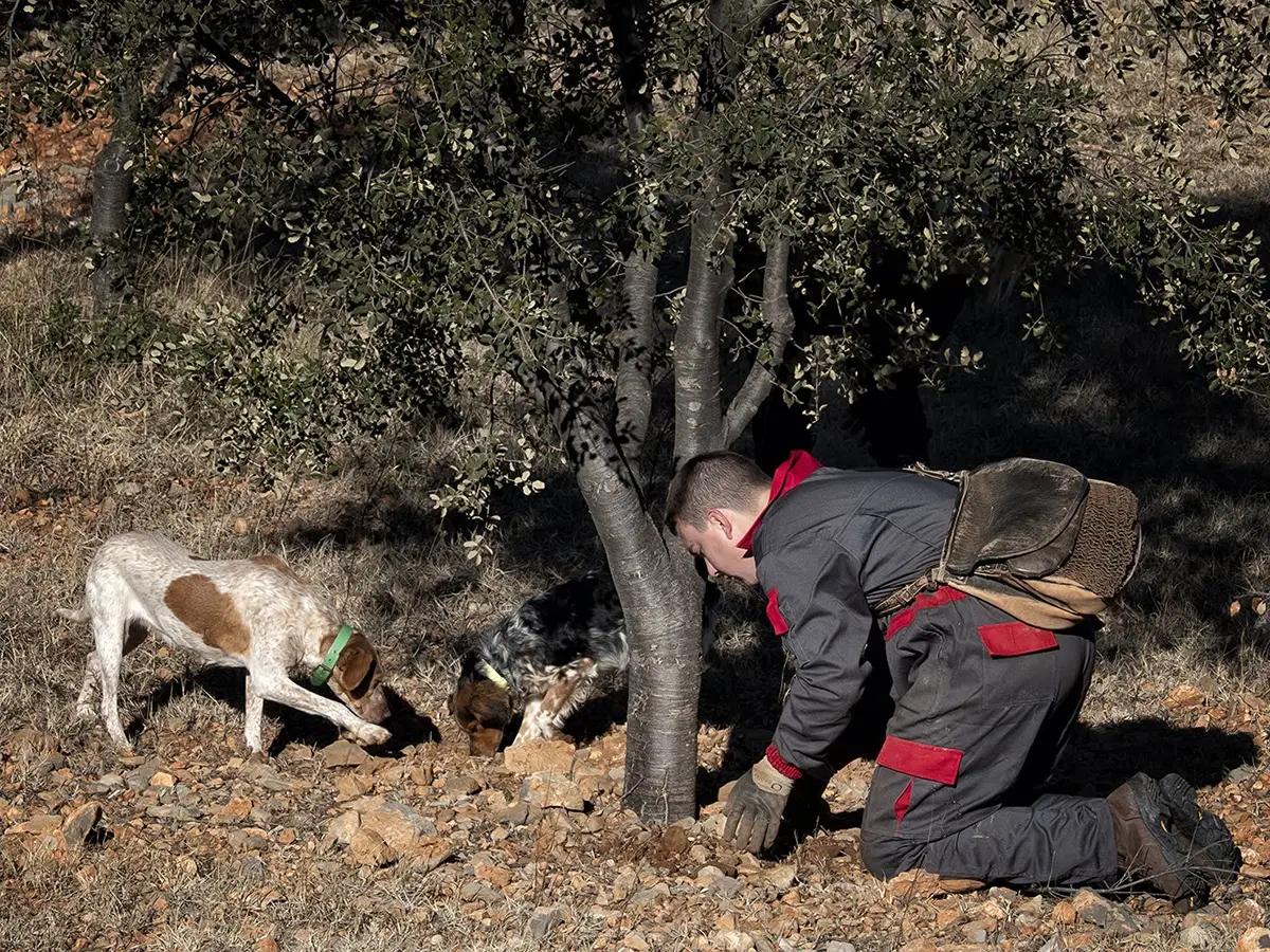 ecotrufa_plantas_micorizadas_plantas_micorrizadas