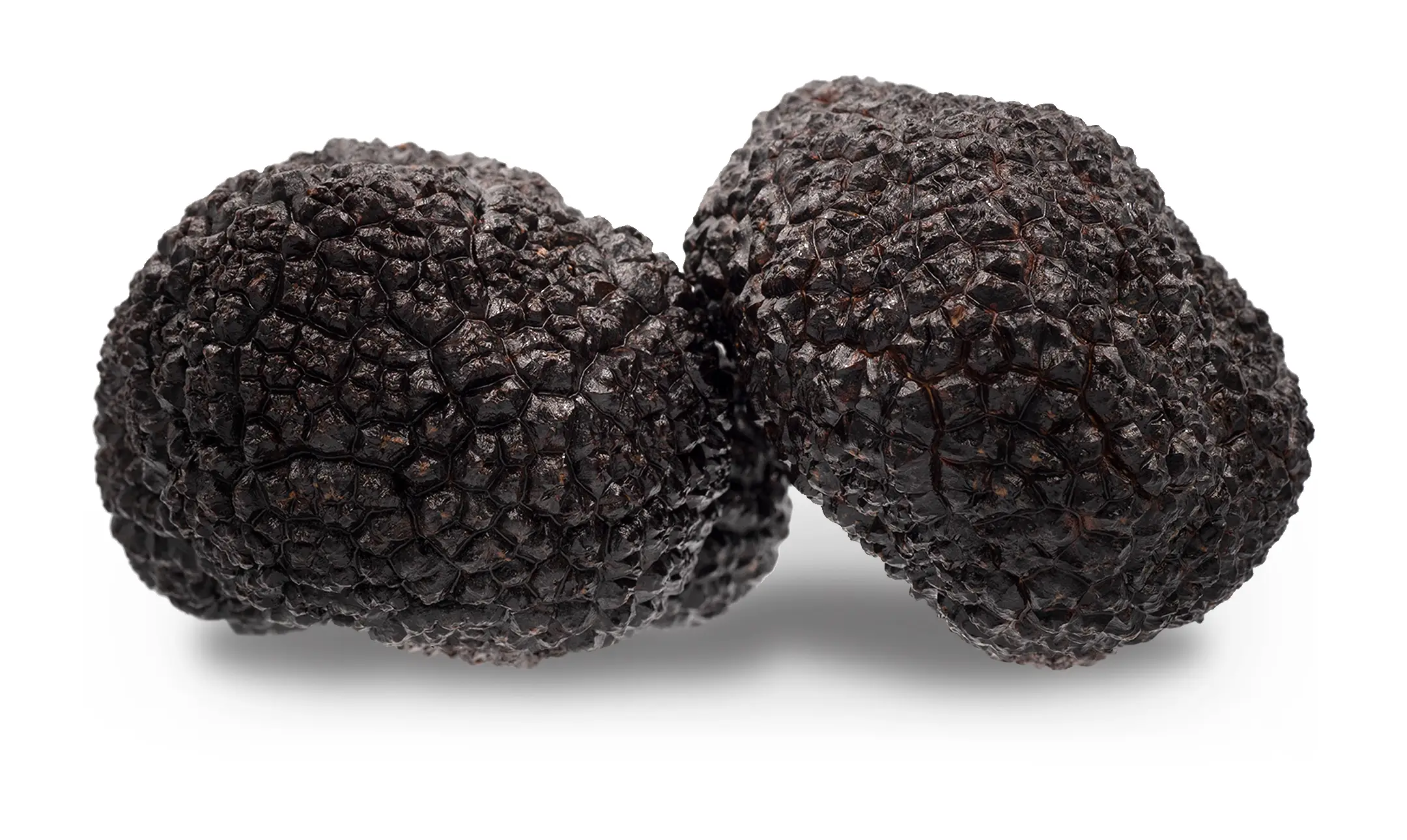 ecotrufa_plantas_micorizadas_trufa_fresca