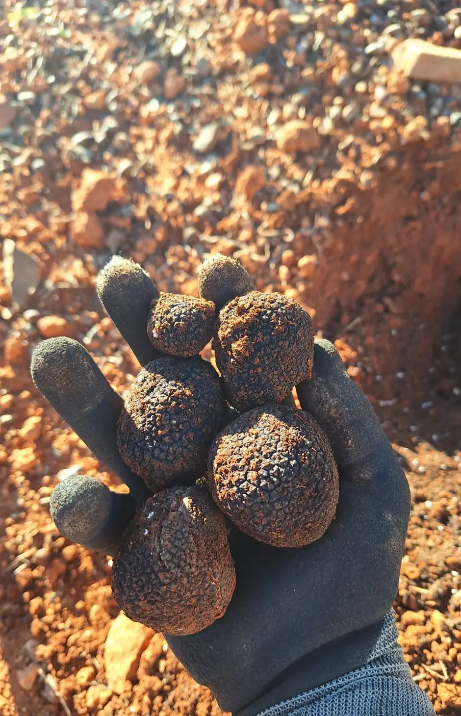 ecotrufa_trufa_negra_home